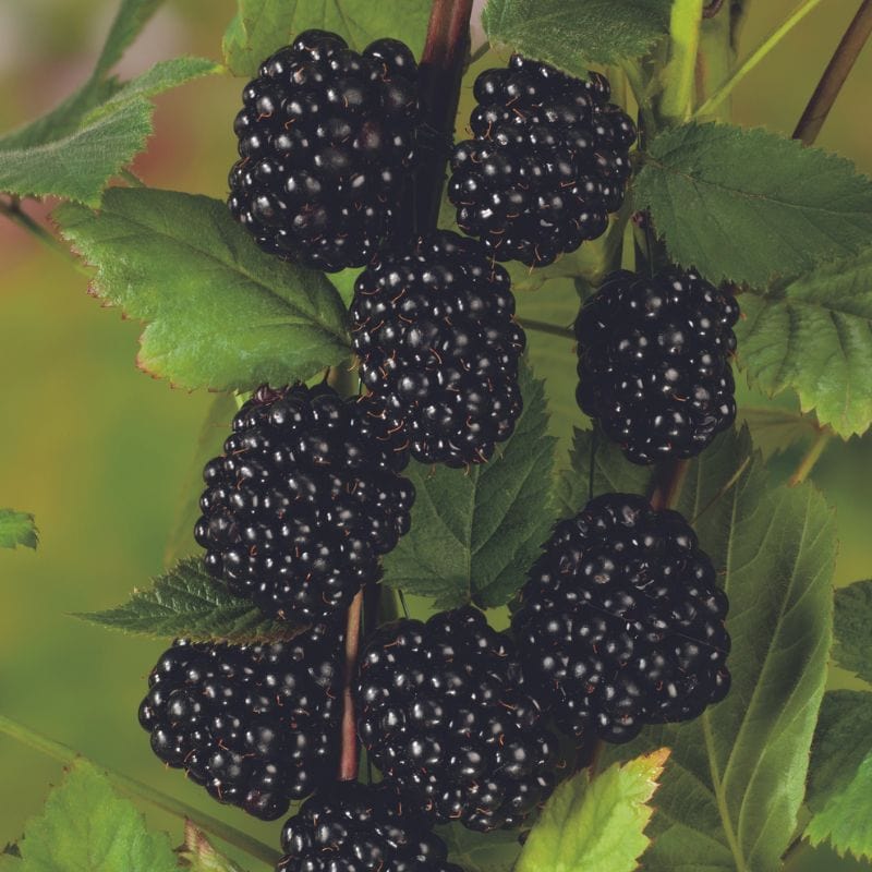 Blackberry Von