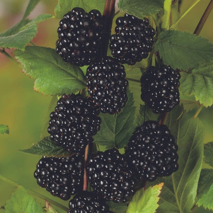 Blackberry Von