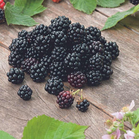Blackberry Von
