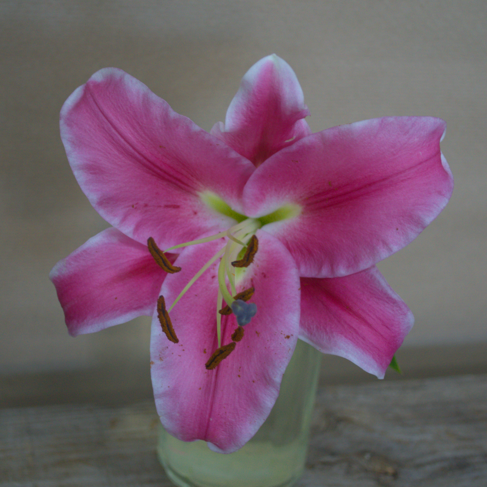Lily Tied Sheath
