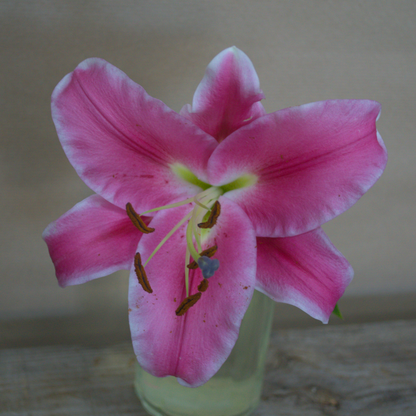 Lily Tied Sheath